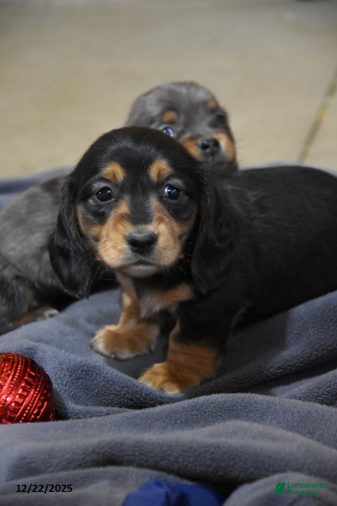 Miniature Dachshund dogs for sale: Addalyn - Ad 3