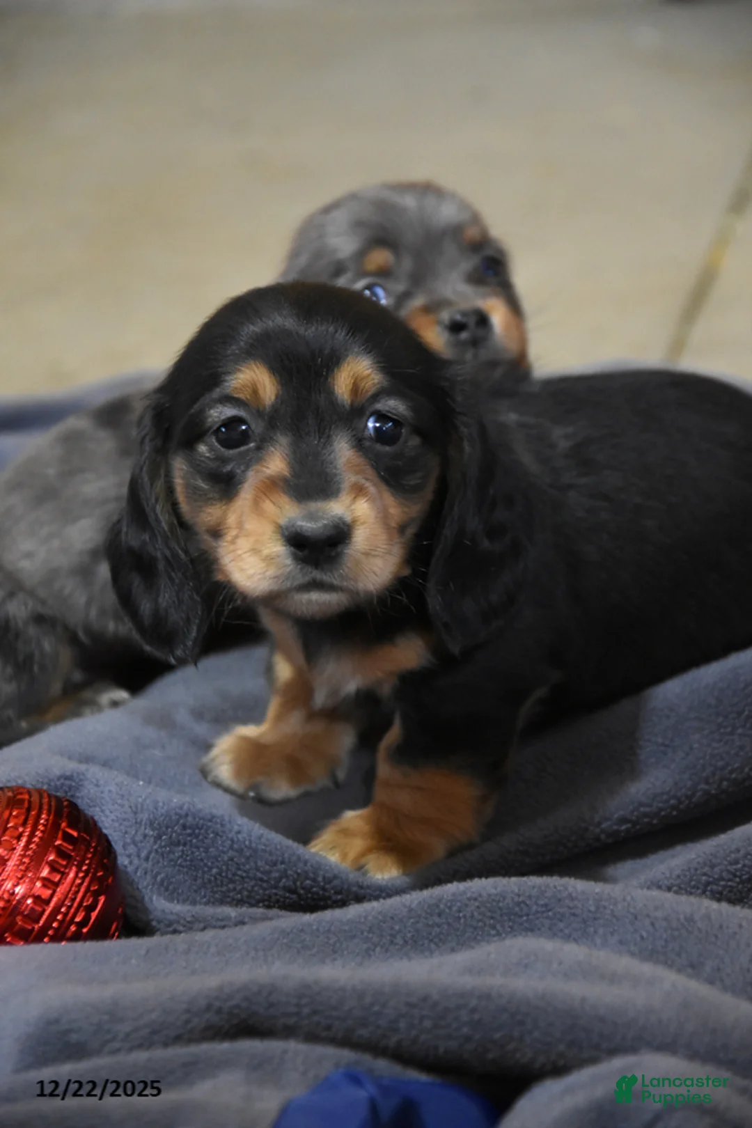 Miniature Dachshund dogs for sale: Addalyn - Ad 7