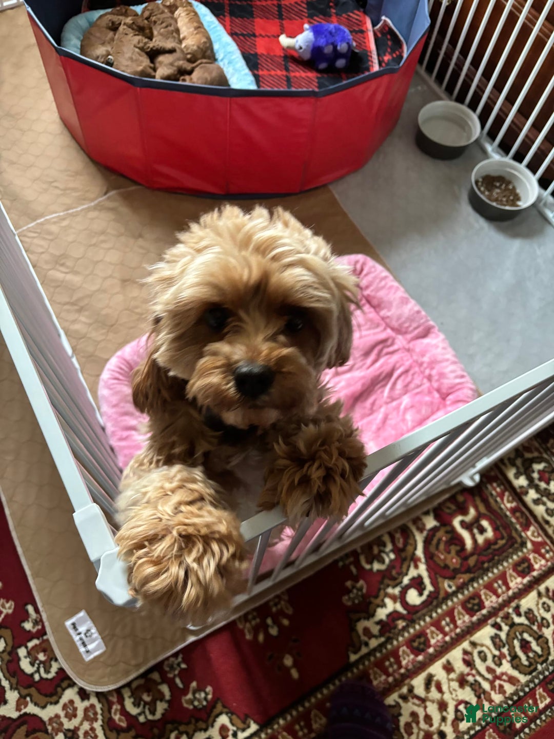 Gallery Image {{count}}