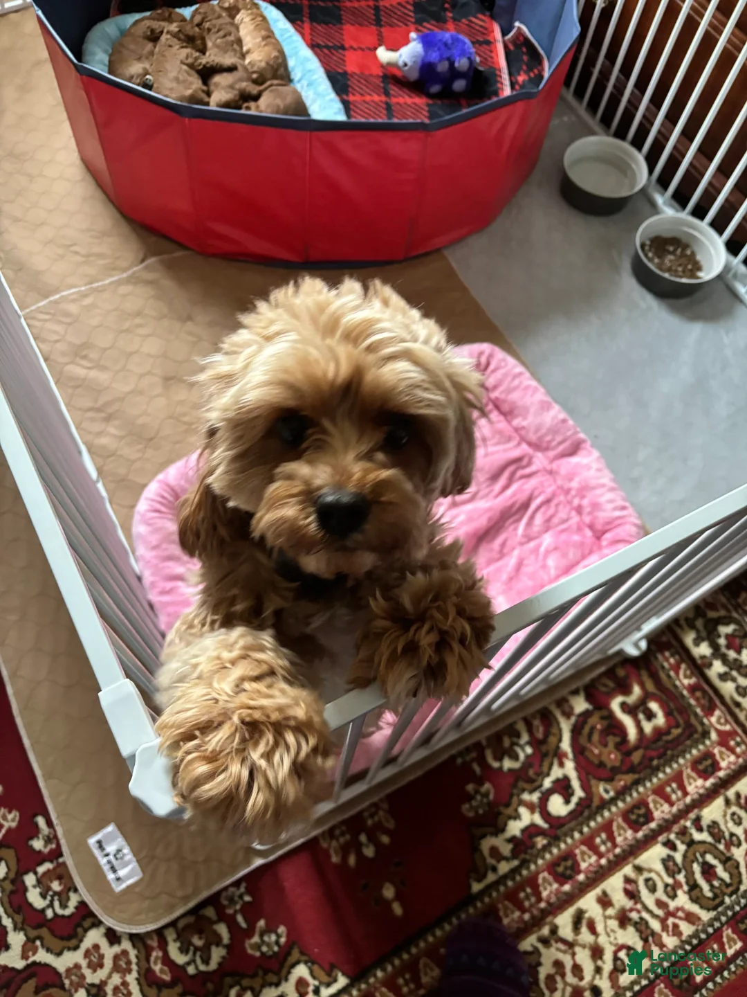 Gallery Image {{count}}