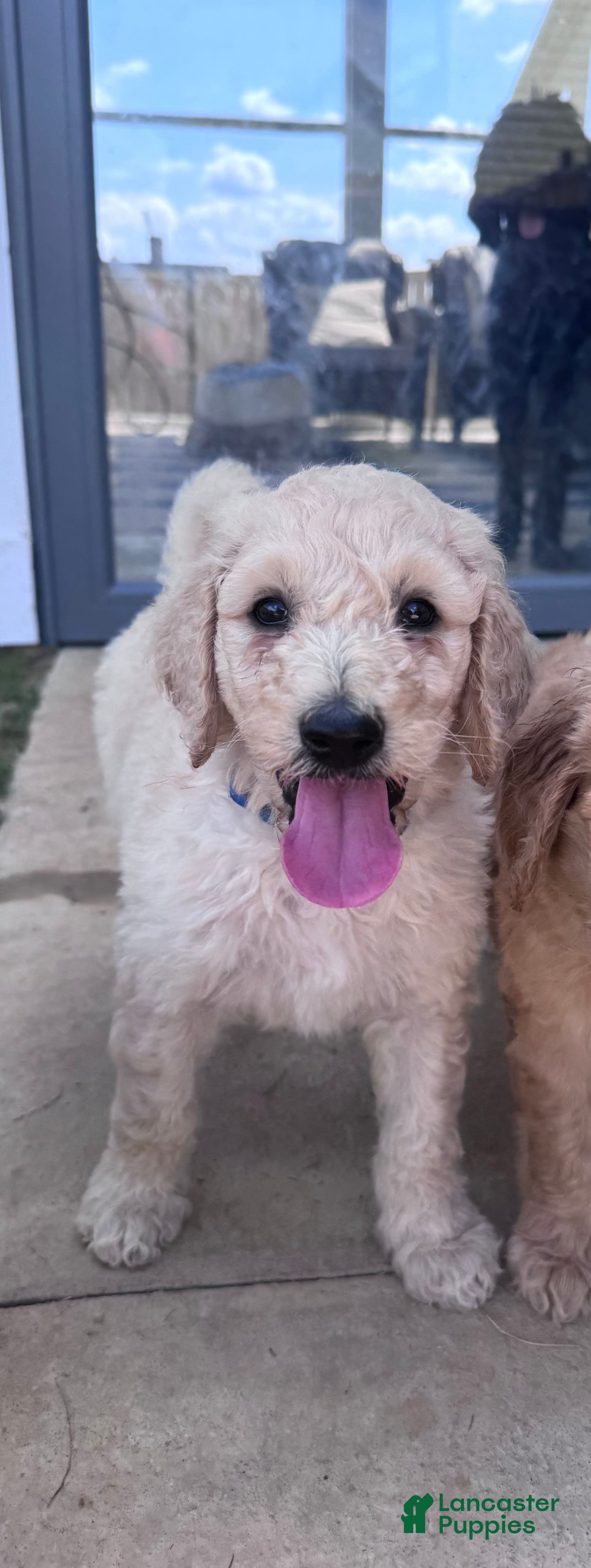 Goldendoodle dogs Milo multi generational  - Ad 2