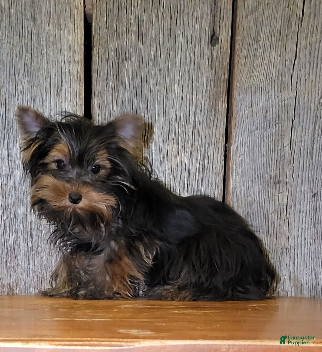 Yorkshire Terrier dogs Tilda - Ad 1