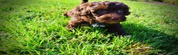 Havapoo dogs for sale: Cookie - Ad 12