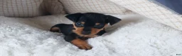 Miniature Pinscher dogs for sale: ARCHIE - Ad 11