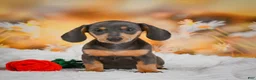 Miniature Dachshund dogs for sale: Dinah - Ad 3