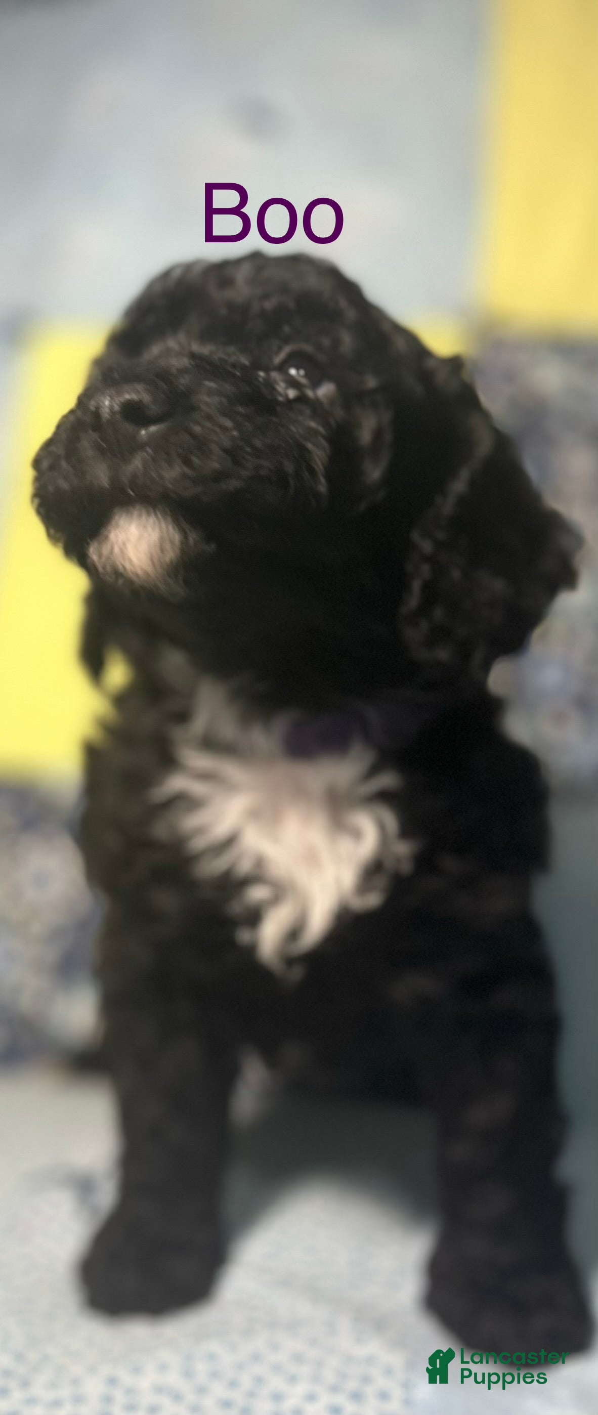 Miniature Poodle dogs for sale: Boo - Ad 26