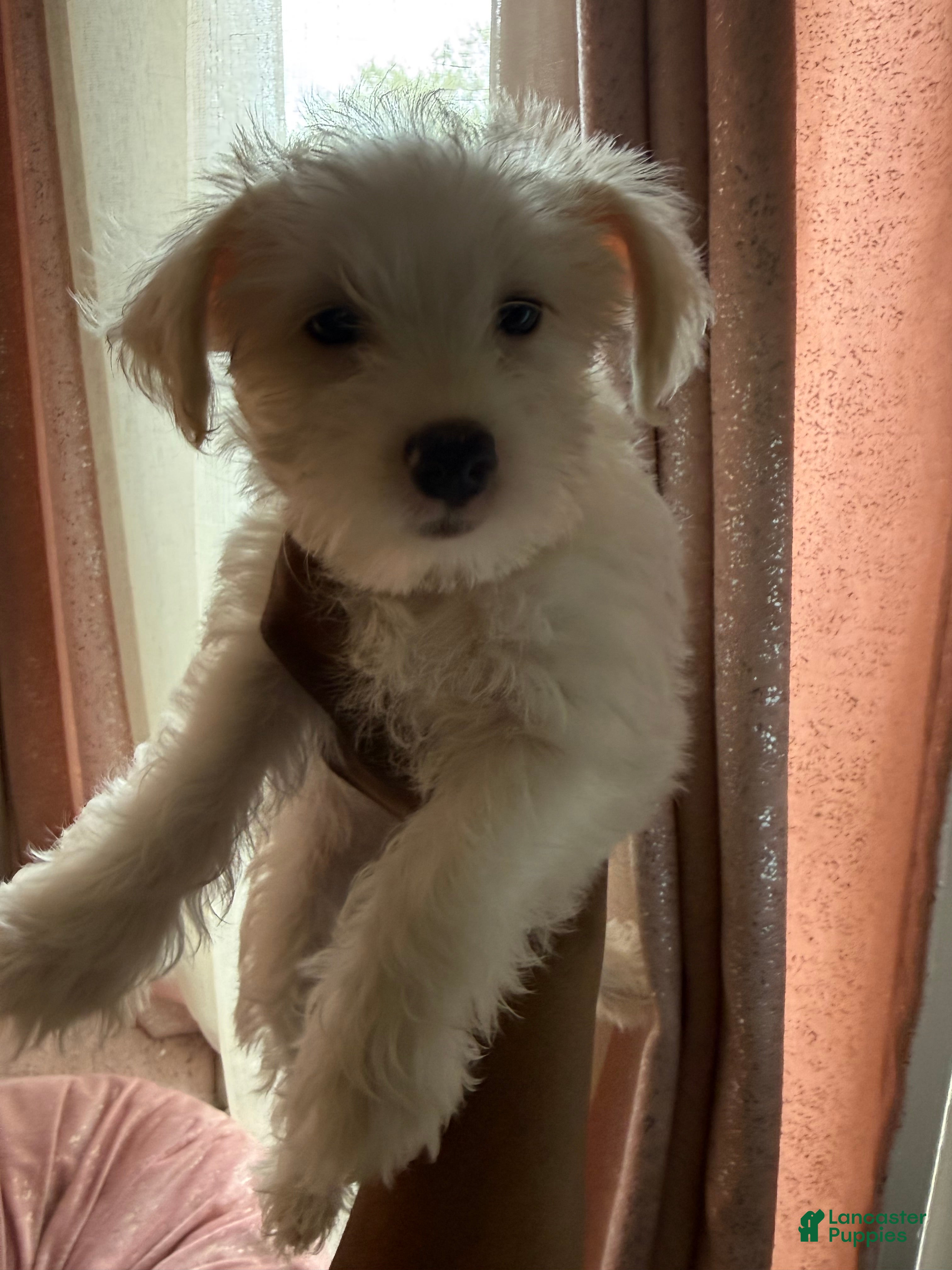 Mixed Breed dogs Yorkie Bichon Puppy 4 - Ad 2