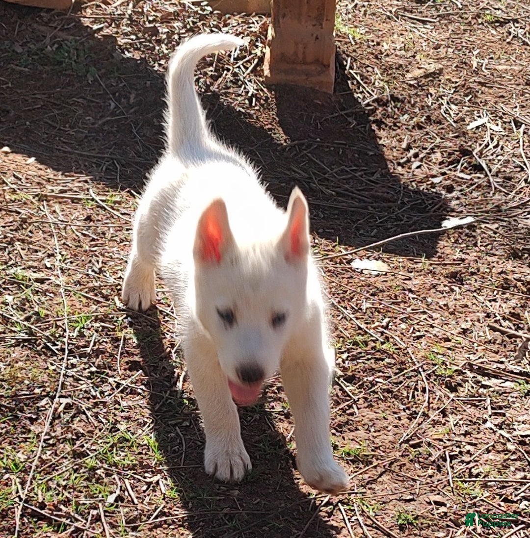 Siberian Husky dogs for sale: Siberian Husky Puppy 3 - Ad 2