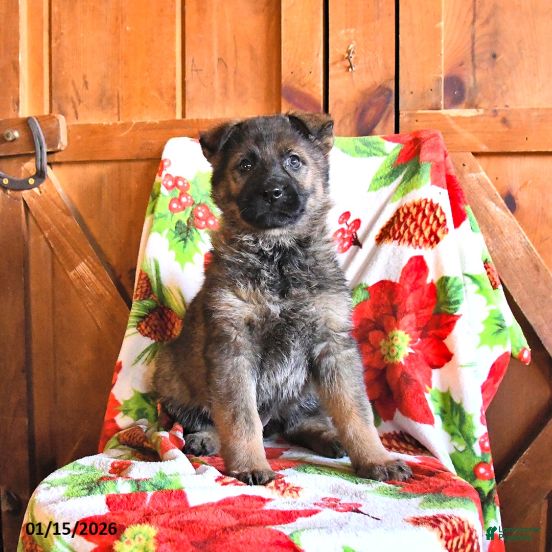 German Shepherd dogs for sale: Penny - Ad 3