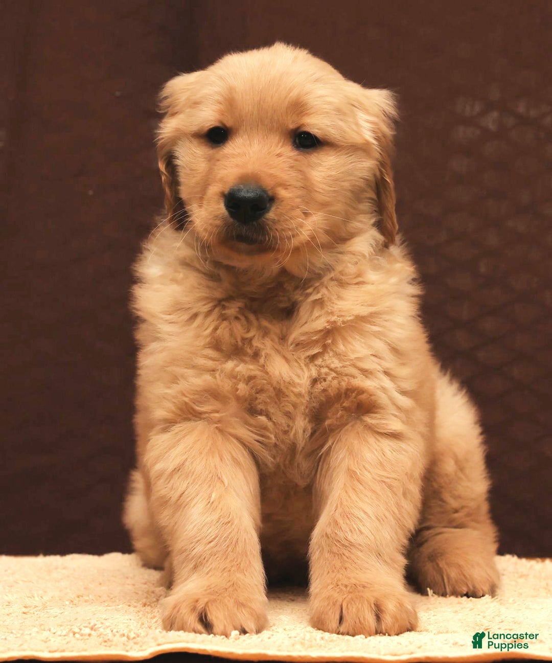 Golden Retriever dogs for sale: Floyd - Ad 6