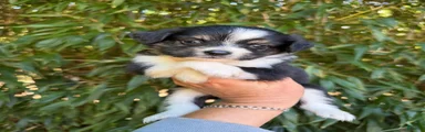 Miniature Australian Shepherd 4