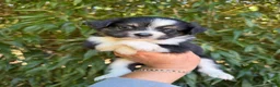 Miniature Australian Shepherd dogs for sale: Miniature Australian Shepherd 4 - Ad 1