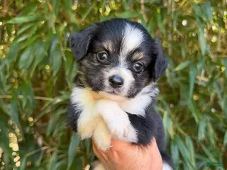 Miniature Australian Shepherd dogs Miniature Australian Shepherd 4 - Ad 20
