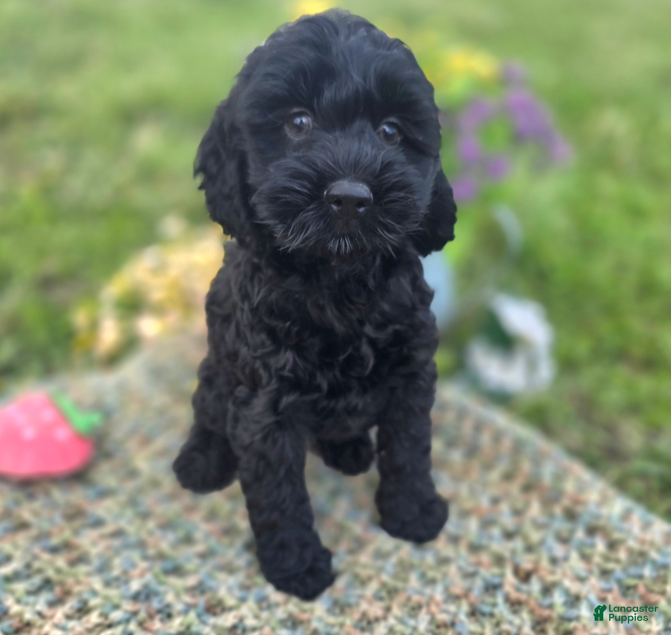 Cockapoo dogs Frostbite - Ad 4