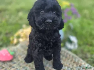 Cockapoo dogs Frostbite - Ad 4