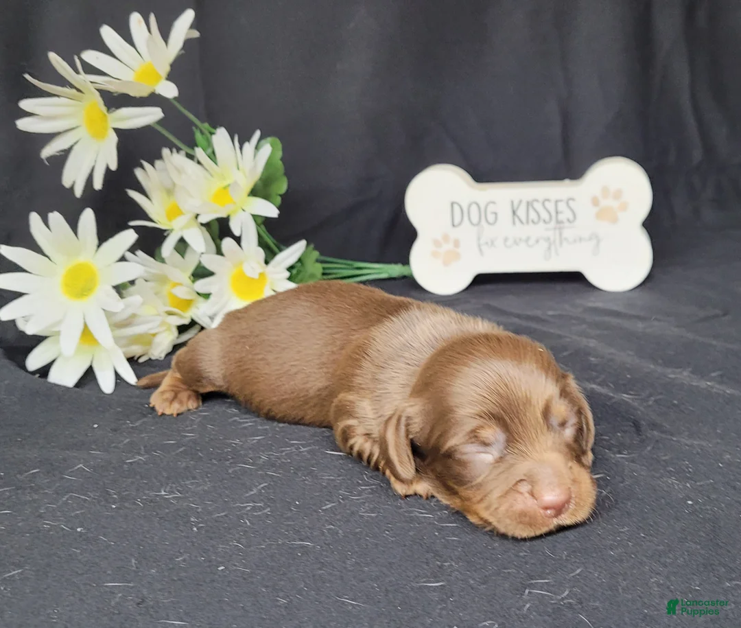 Miniature Dachshund dogs for sale: Holly AKC Registered  - Ad 2