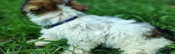 Yorkshire Terrier dogs for sale: Yorkshire Terrier 3 - Ad 3