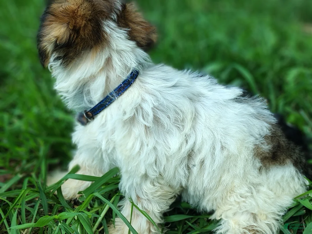 Yorkshire Terrier dogs for sale: Yorkshire Terrier 3 - Ad 2