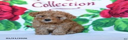 Toy Poodle dogs for sale: Brownie - Ad 2
