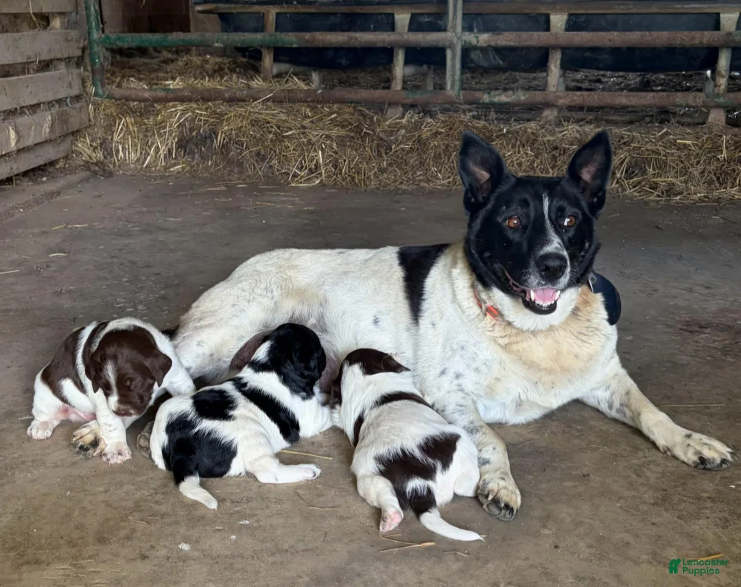 Mixed Breed dogs for sale: Major - Ad 3
