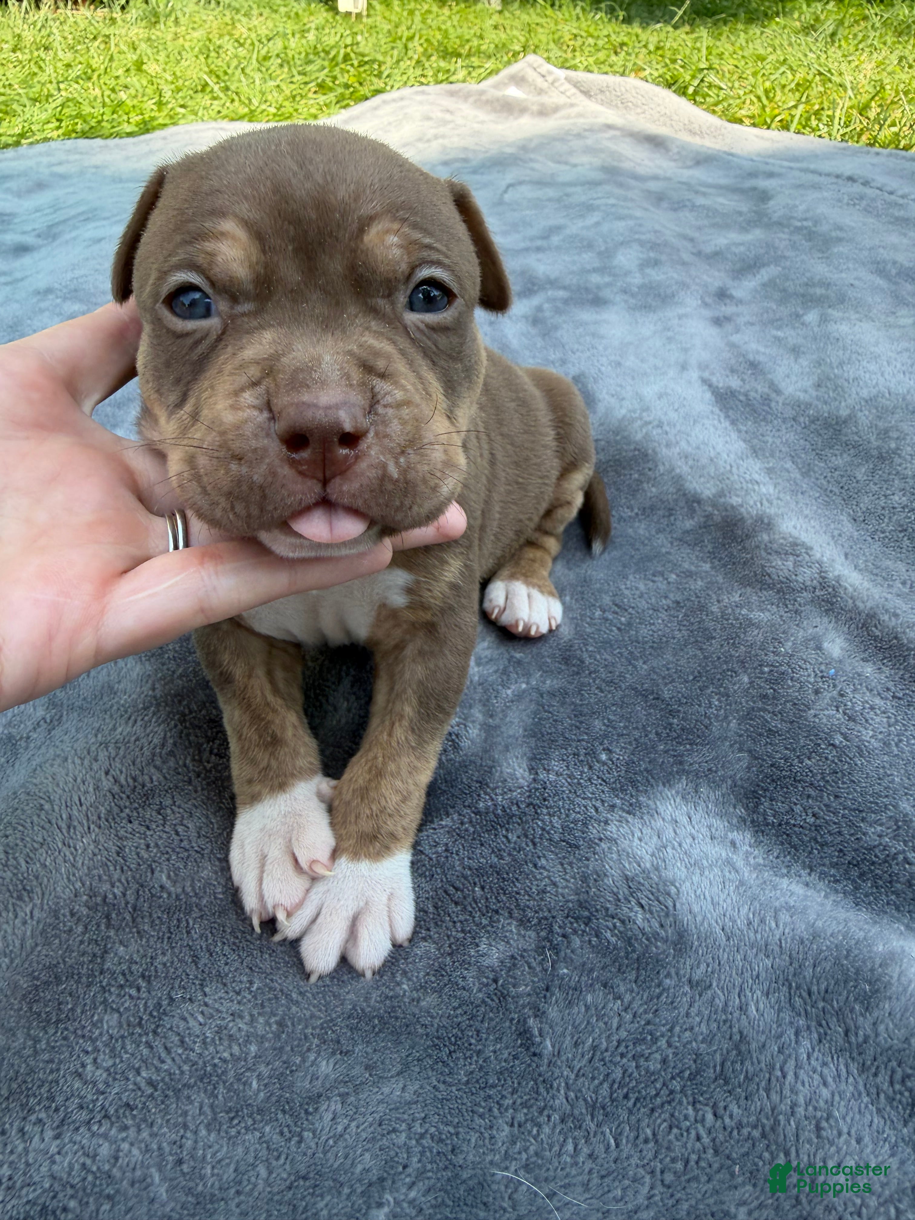 American Bully dogs Toby - Ad 1