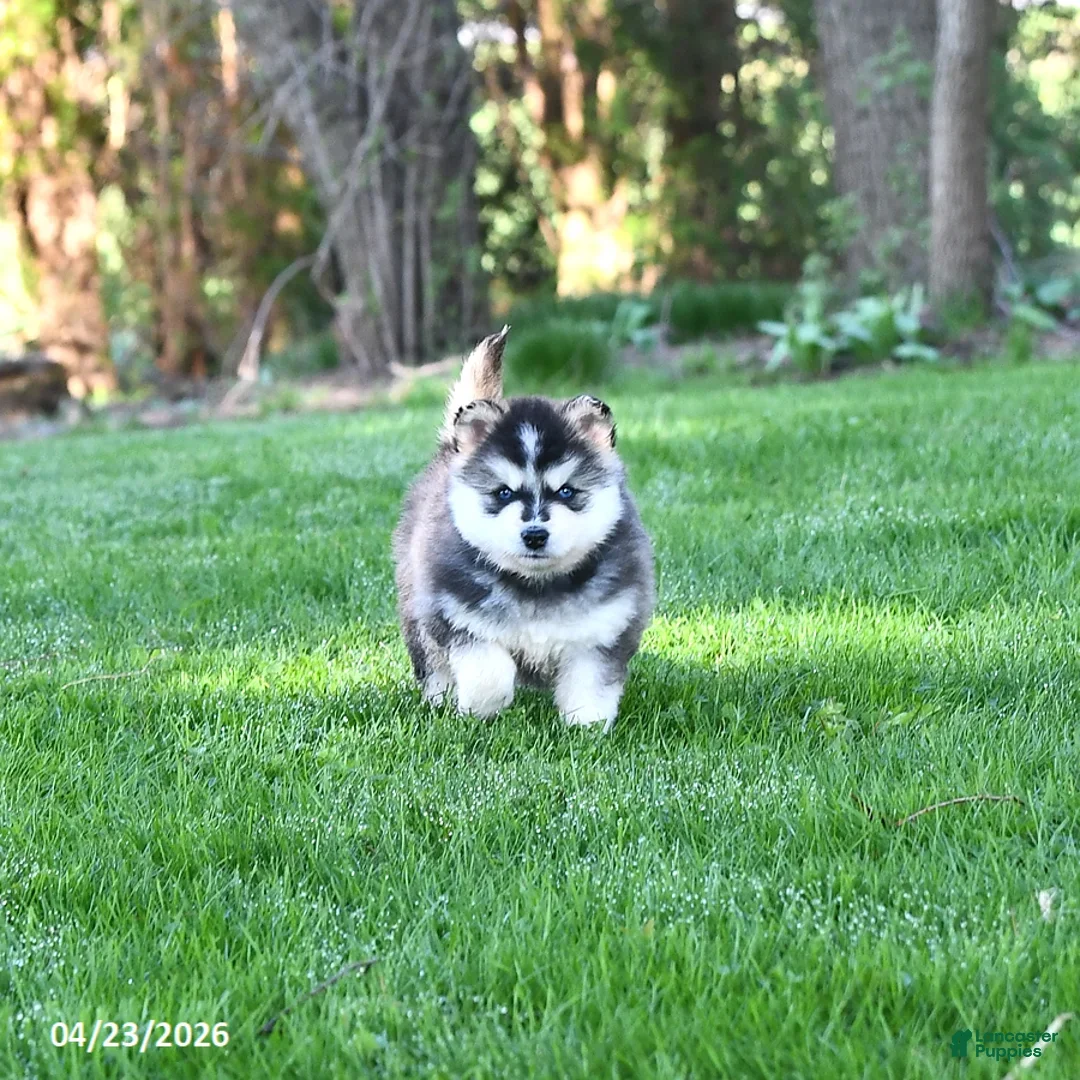 Pomsky dogs Kiska - Ad 1