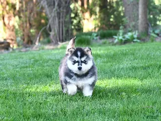 Pomsky dogs for sale: Kiska - Ad 2