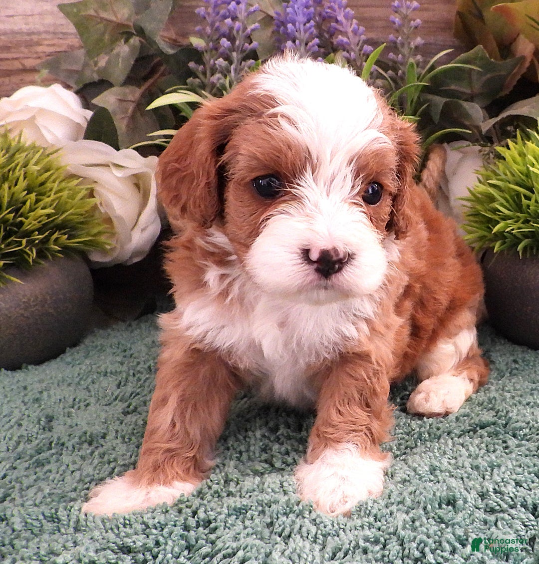 Cavapoo dogs for sale: Cavapoo Female #2 (Autumn's) - Ad 1