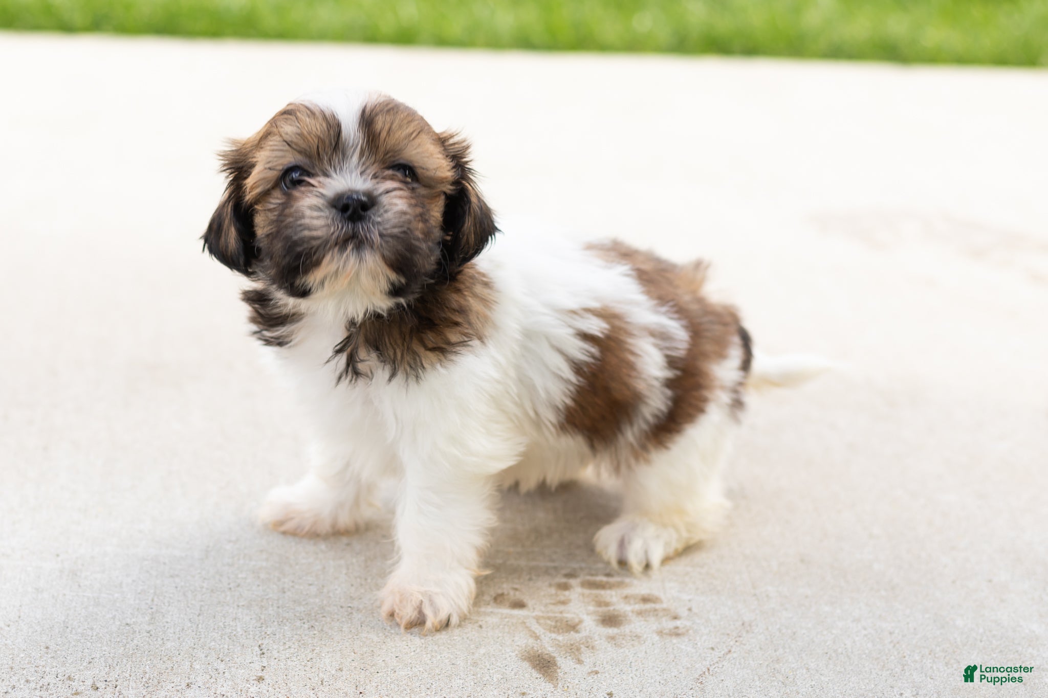 Shih Tzu dogs Beauty - Ad 12