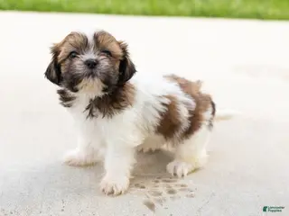 Shih Tzu dogs Beauty - Ad 12