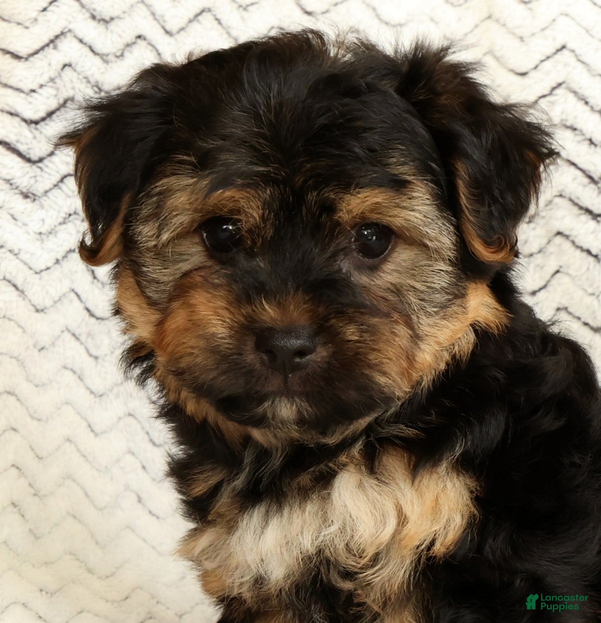 Yochon dogs Charles - Ad 2