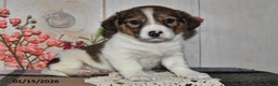 Mixed Breed dogs for sale: Angie - Ad 3