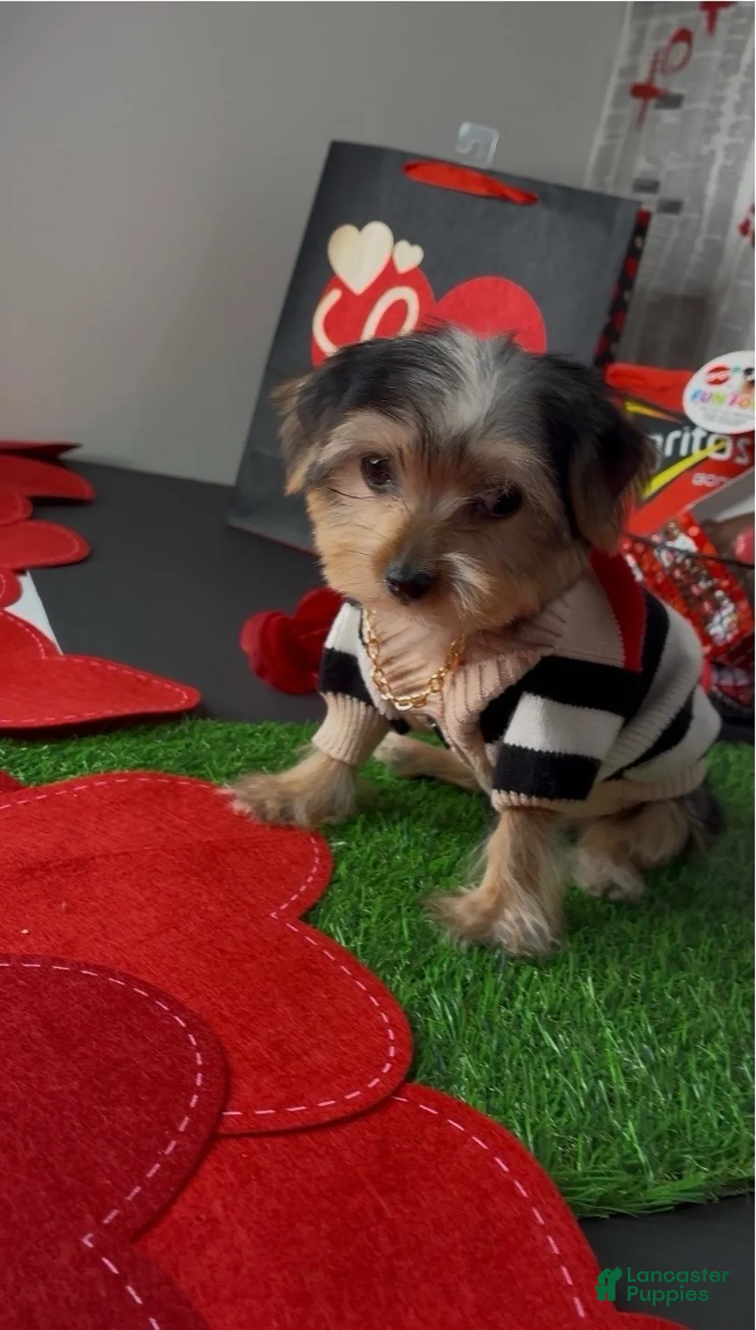 Yorkshire Terrier dogs for sale: Halo - Ad 8