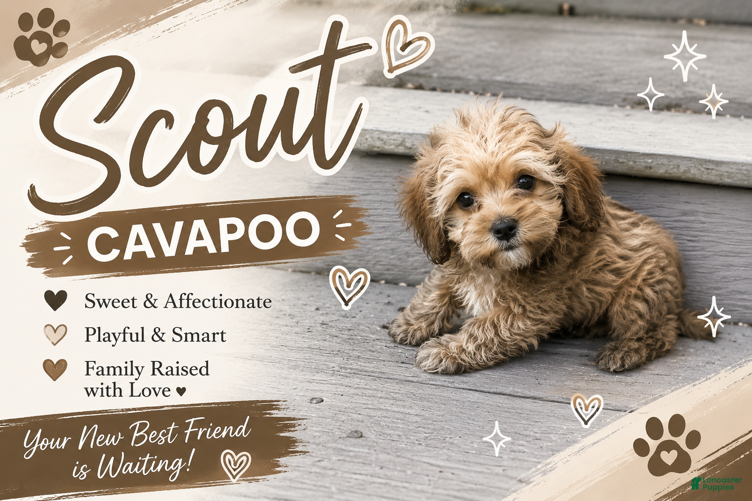 Cavapoo dogs Scout - Ad 1