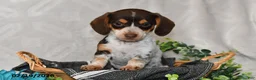Miniature Dachshund dogs for sale: Polly - Ad 3