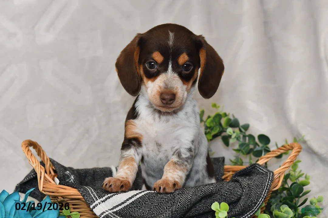 Miniature Dachshund dogs for sale: Polly - Ad 3