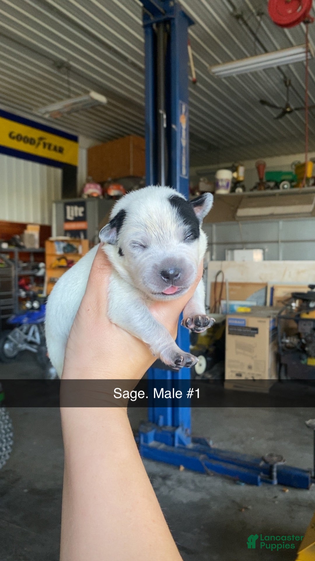 Australian Cattle Dog dogs for sale: Australian Cattle Dog 1 - Ad 15