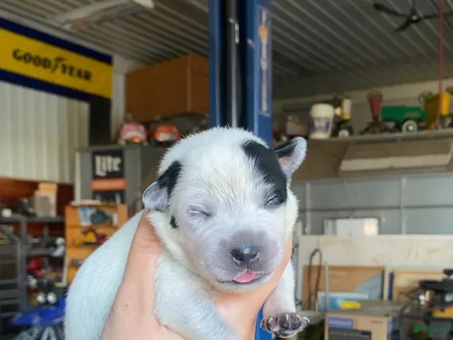Australian Cattle Dog dogs for sale: Australian Cattle Dog 1 - Ad 15