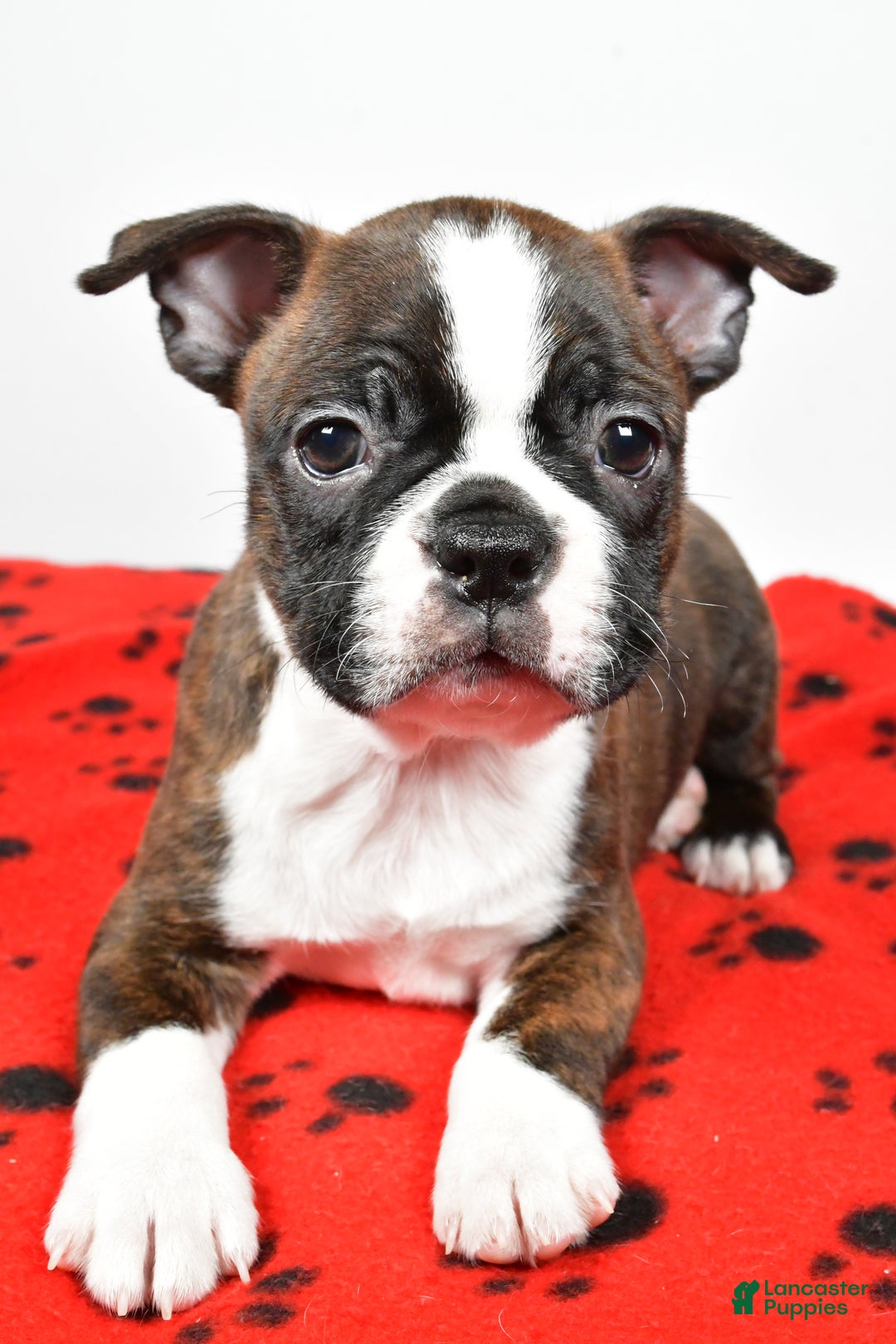 Boston Terrier dogs for sale: Rover - Ad 5