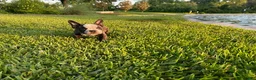 American Bully dogs for sale: Sweet Pea - Ad 3