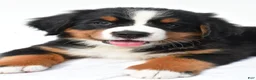 Bernese Mountain Dog dogs for sale: Penny - Ad 4