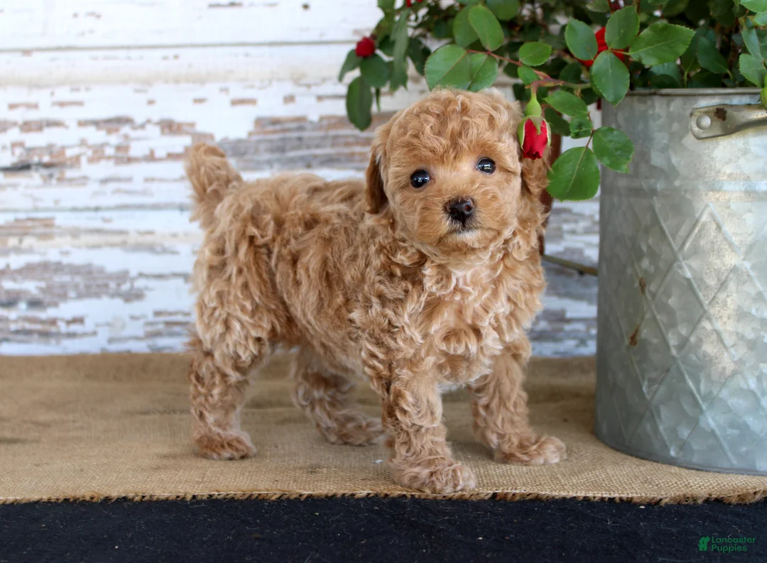 Miniature Poodle dogs for sale: Cookie - Ad 2