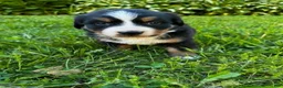 Bernese Mountain Dog dogs for sale: Annie - Ad 12