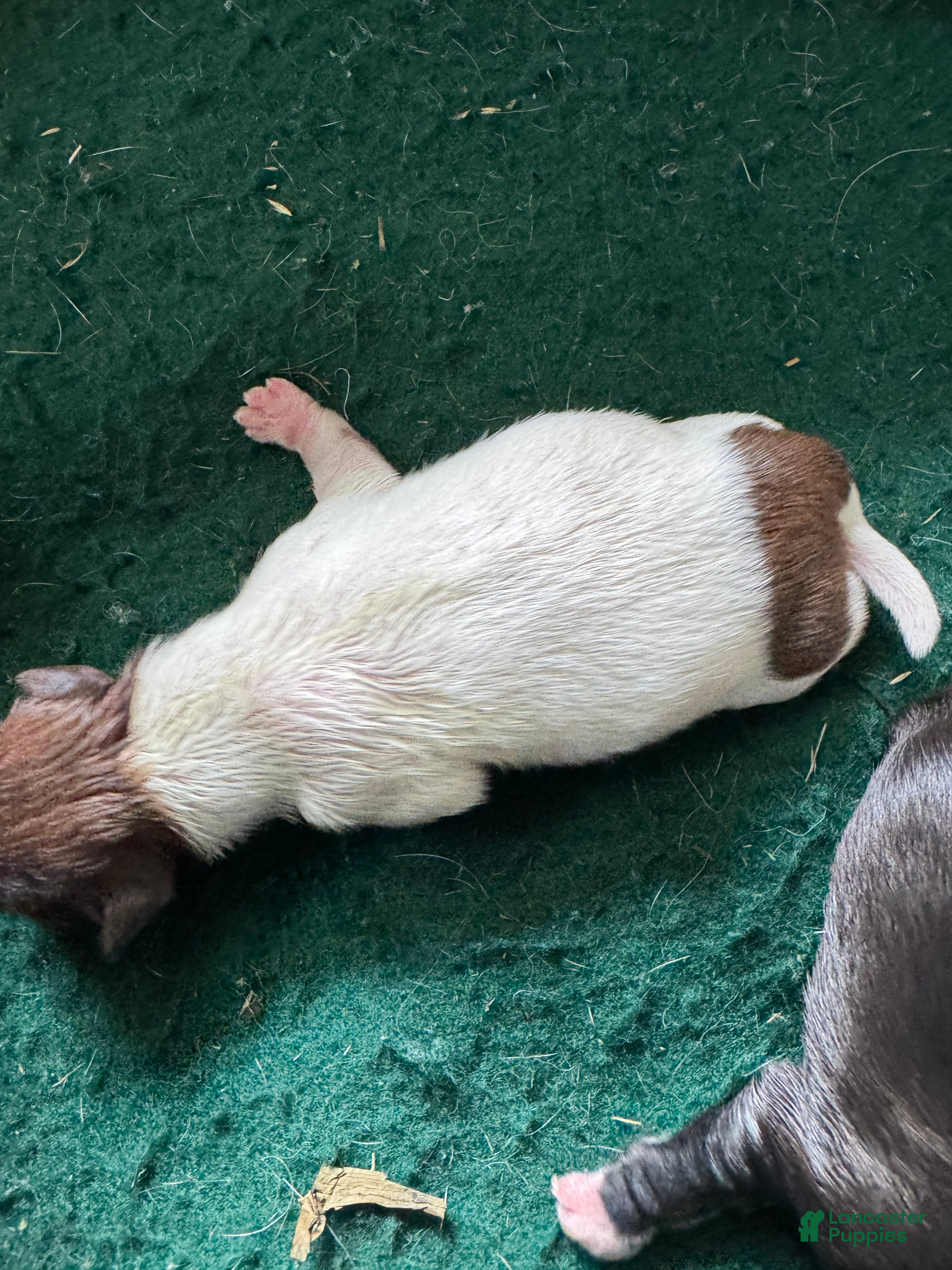Shih Tzu dogs Shih Tzu 2 - Ad 19