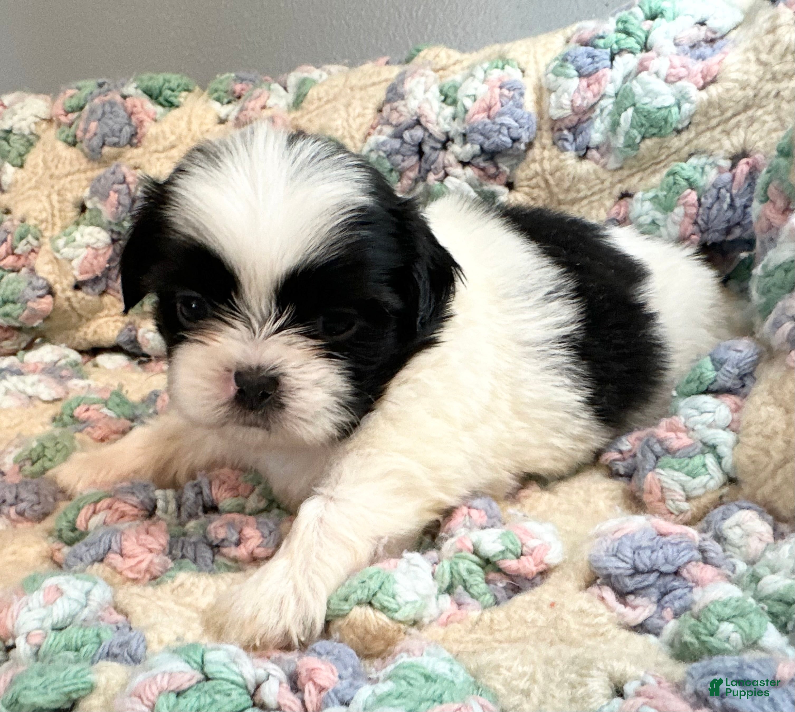 Shih Tzu dogs Shih Tzu 4 - Ad 28