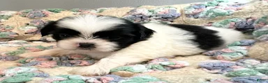 Shih Tzu 4