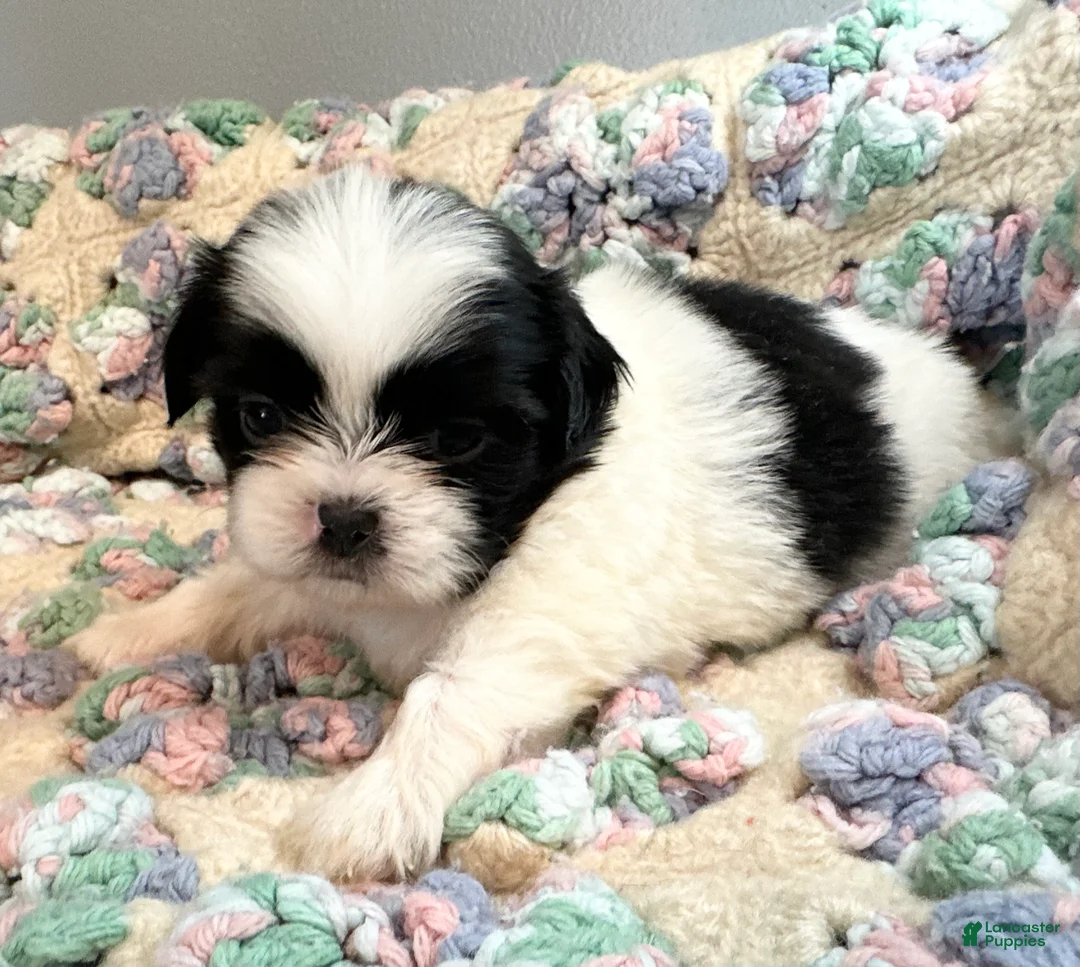 Shih Tzu dogs for sale: Shih Tzu 4 - Ad 1
