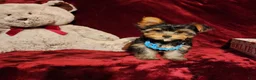 Yorkshire Terrier dogs for sale: TEDDY - Ad 10