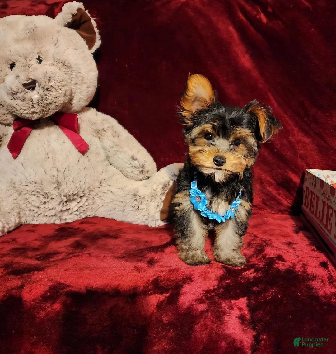 Yorkshire Terrier dogs for sale: TEDDY - Ad 10