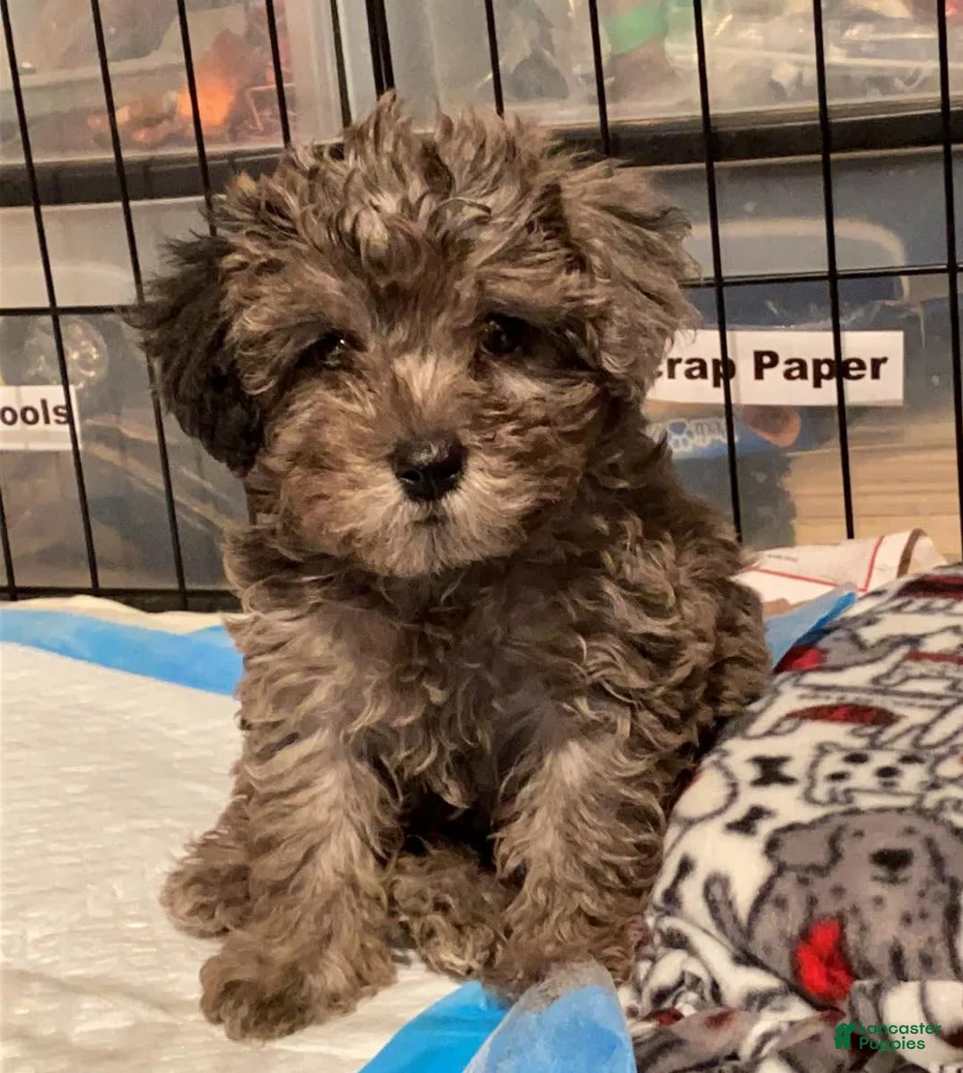 Gallery Image {{count}}